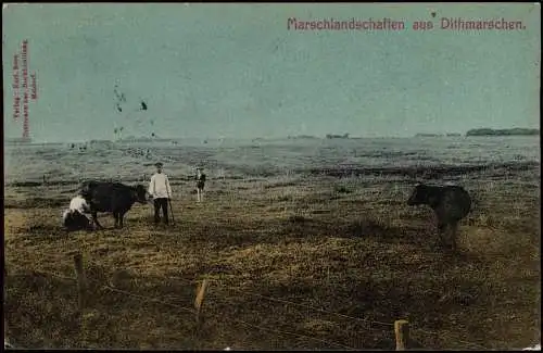 Ansichtskarte Meldorf Marschlandschaften aus Dithmarschen. Weide 1907