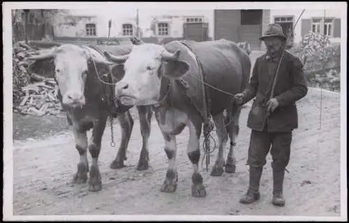 Berufe /Arbeit: Bauern - Landwirtschaft mit Ochsengespann 1940 Privatfoto