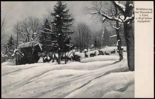 Oberstdorf (Allgäu) Wildfütterung i. Frhrl. v. Heyl'schem Jagdgebiet. 1907