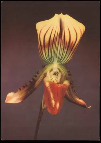 Ansichtskarte  Fauna / Pflanzen: Paphiopedilum callosum (Venusschuh) 1964