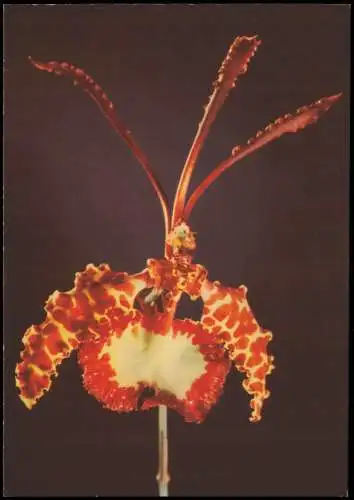 Ansichtskarte  Fauna / Pflanzen: Oncidium kramerianum (Oncidium) 1964