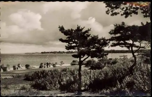 Ansichtskarte Timmendorfer Strand Strand, Bäume 1961