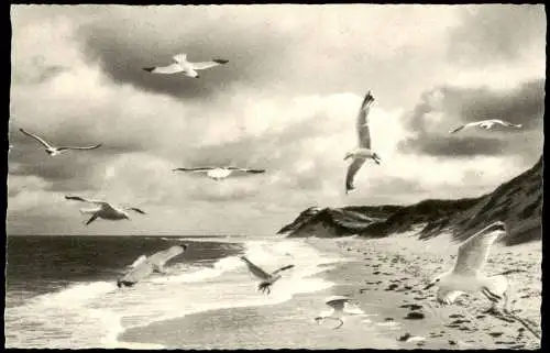 Ansichtskarte Insel Amrum Möwen in der Brandung im Naturschutzgebiet 1956