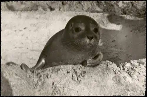 Ansichtskarte Wyk (Föhr) INSEL FÖHR Seehund am Strand 1958