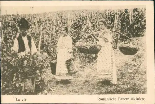 Rumänien (allgemein) România Trachten Typen Rumänische Bauern-Weinlese. 1916