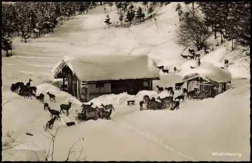 Ansichtskarte .Bayern Wildfütterung im Winter Fotokarte 1965