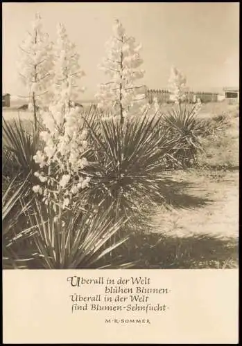 Kerzen-Palmlilie (Yucca gloriosa) Überall in der Welt blühen Blumen