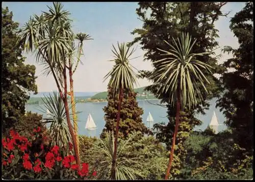 Ansichtskarte Insel Mainau-Konstanz Tropeninsel Mainau im Bodensee 1962