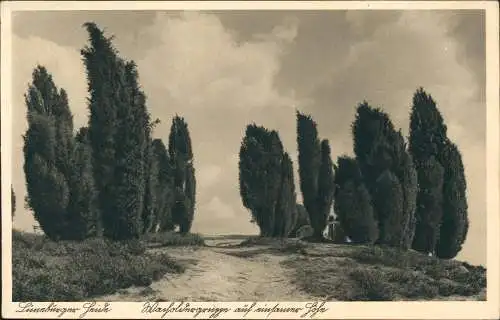 .Niedersachsen Lüneburger Heide Wacholdergruppe auf einsamer Höhe 1942