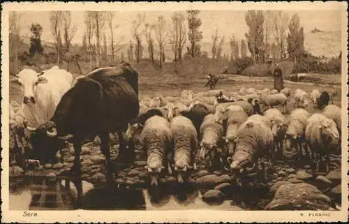 Ansichtskarte  Ochsen Schafe an Wasserstelle - Sera 1936  gel. Parma Ferrovia