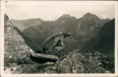 Ansichtskarte Tschagguns Gauertal MURMELTIER Alpen 1930