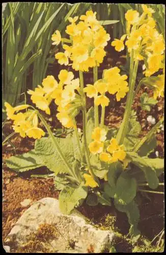 Ansichtskarte  Botanik :: Blumen Schlüsselblumen 1966