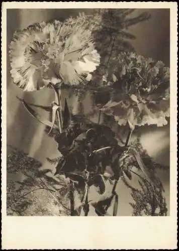 Ansichtskarte  Botanik :: Blumen Nelken Stillleben 1966