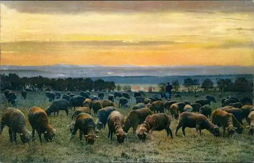 Ansichtskarte  Schafherde am Abend 1915