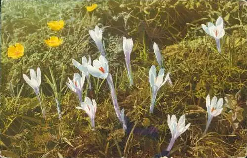 Ansichtskarte  Alpenflora: Crocus, Ranunculus 1914