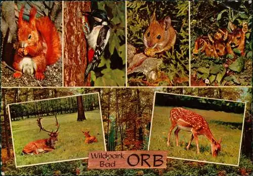 Mehrbildkarte mit Tiere Tieren (u.a. Vogel, Maus, Reh) Wildpark Bad Orb 1980