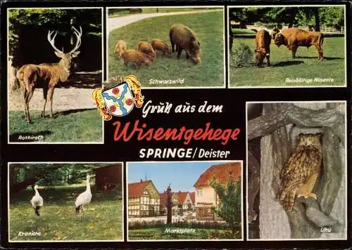 Springe Mehrbild-AK Wisentgehege Rothirsch Schwarzwild Kraniche uvm. 1965