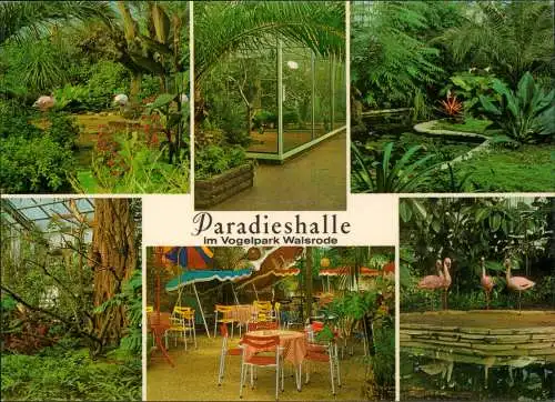 Walsrode Paradieshalle im Vogelpark Walsrode (Mehrbildkarte) 1972