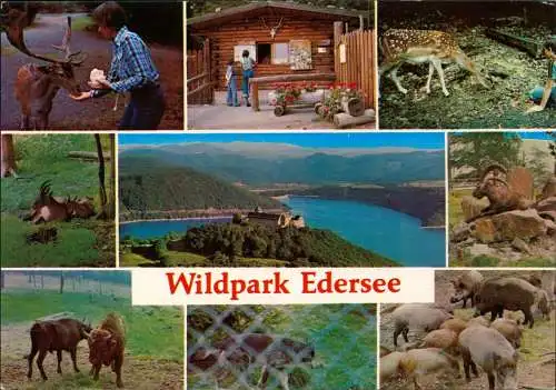 Ansichtskarte Hemfurth-Edersee-Edertal Wildpark Edersee (Mehrbildkarte) 1970
