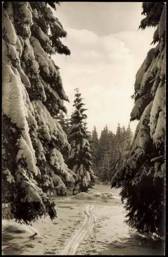 Ansichtskarte Usseln-Willingen (Upland) Waldpartie am Knoll im Winter 1962