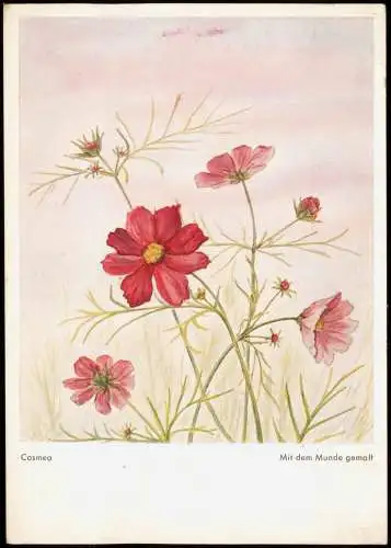 Ansichtskarte  Künstlerkarte mit dem Mund gemalt Cosmea Mohnblumen 1954