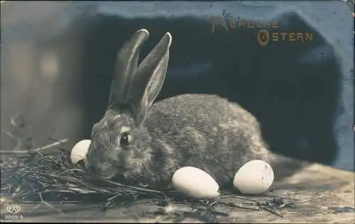 Ansichtskarte  Ostern / Eastern Fotokunst Hase und Eier 1915