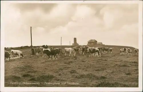 Ansichtskarte Feldberg (Schwarzwald) Feldberg (1500m) Schwarzwald Kühe 1941