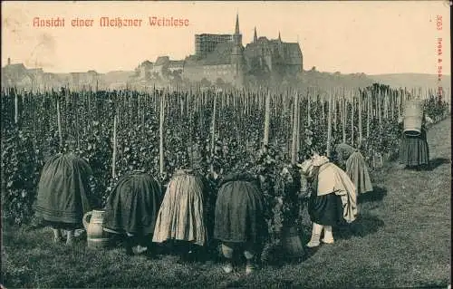 Ansichtskarte Meißen Ansicht einer Meißener Weinlese. 1910