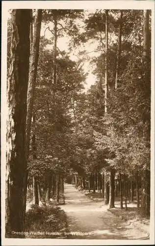 Ansichtskarte Weißer Hirsch-Dresden Waldpark - Fotokarte 1928