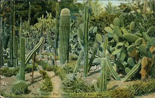 Postcard West Palm Beach Cactus Garden of Eden - Kaktus 1916