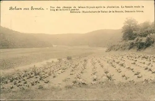 CPA Bohan sur Semois Tabakplantage tabacs 1915  gel. Feldpost Jemelle Belgien