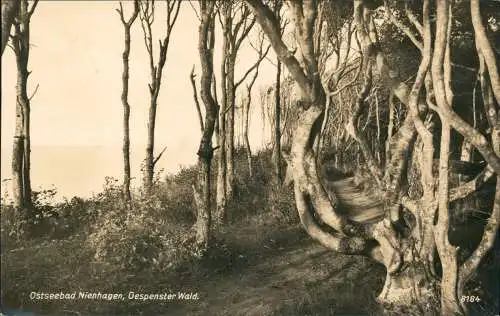 Ansichtskarte Nienhagen Ostseebad Gespenster Wald - Fotokarte 1928