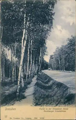 Ansichtskarte Dresdner Heide-Dresden Radeberger Landstrasse Birken 1904