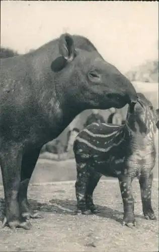 CPA Paris Parc Zoologique du Bois de Vincennes Tapir 1929