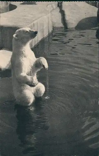 Paris Parc Zoologique du Bois de Vincennes Eisbär Ours blanc 1929