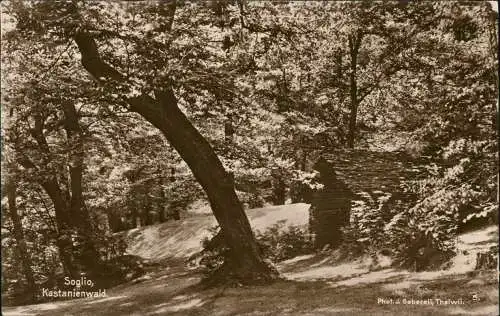 Ansichtskarte Soglio GR Kastanienwald 1918