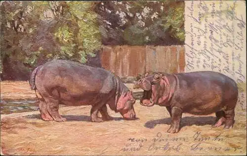 Ansichtskarte Dresden Zoo Zoologischer Garten Nilpferde 1921