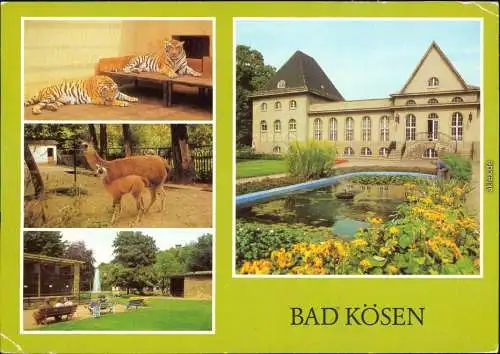 Bad Kösen Tierpark - Tiger, Lama mit Jungen, Im Tiergehege, Volkssolbad - Badehaus 1982