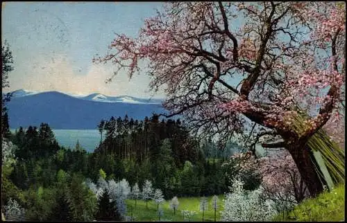 Ansichtskarte Lindau (Bodensee) Stimmungsbild Baumblüte 1913