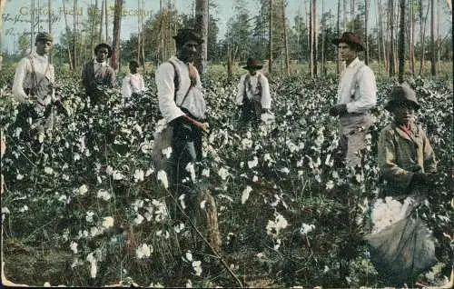 .USA United States of America Cotton Field Ernte Baumwollfeld 1908