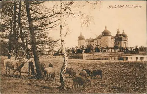 Ansichtskarte Moritzburg Kgl. Jagdschloss - Hirsch Wildschwein 1927