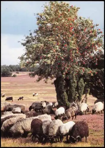 Ansichtskarte Undeloh Heidschnucken in der Lüneburger Heide 1980