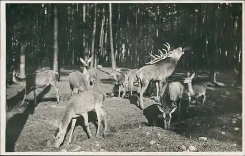 Ansichtskarte Moritzburg Moritzburg Wildgehege - Fotokarte 1930