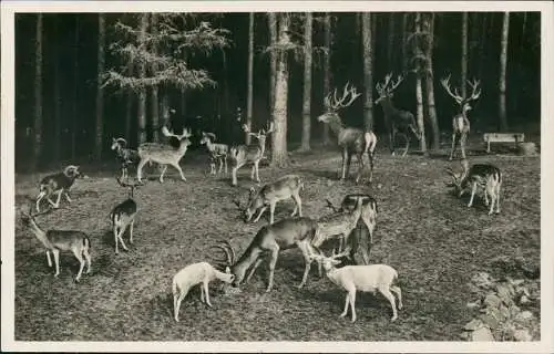 Ansichtskarte Moritzburg Am Wildfütterungsplatz - Hirsche Fotokarte 1930