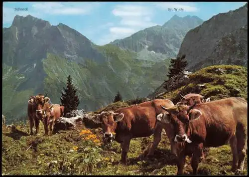 Ansichtskarte .Bayern Allgäu - Allgemein Allgäuer Bergvieh (Kühe) 1975