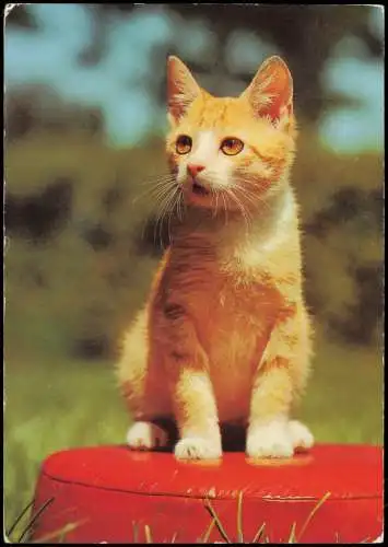 Ansichtskarte  Cat & Animals: Tiere - Katze (DDR Postkarte) 1992