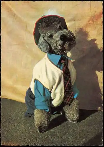 Ansichtskarte  Tiere - Hunde Hund in Kleidung, Dog 1970