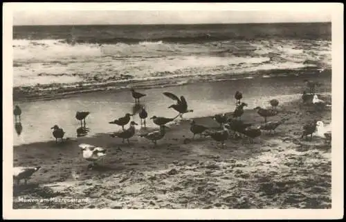 Ansichtskarte Sassnitz Rügen Strand Möwen am Meeresstrand Ostsee 1920