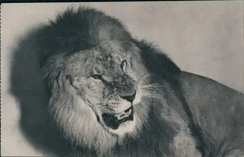 CPA Paris Parc Zoologique du Bois de Vincennes Lion Löwe 1930