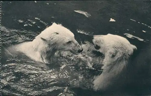 CPA Paris Parc Zoologique du Bois de Vincennes Eisbären 1930